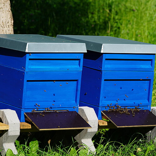 Bienenstoecke.JPG